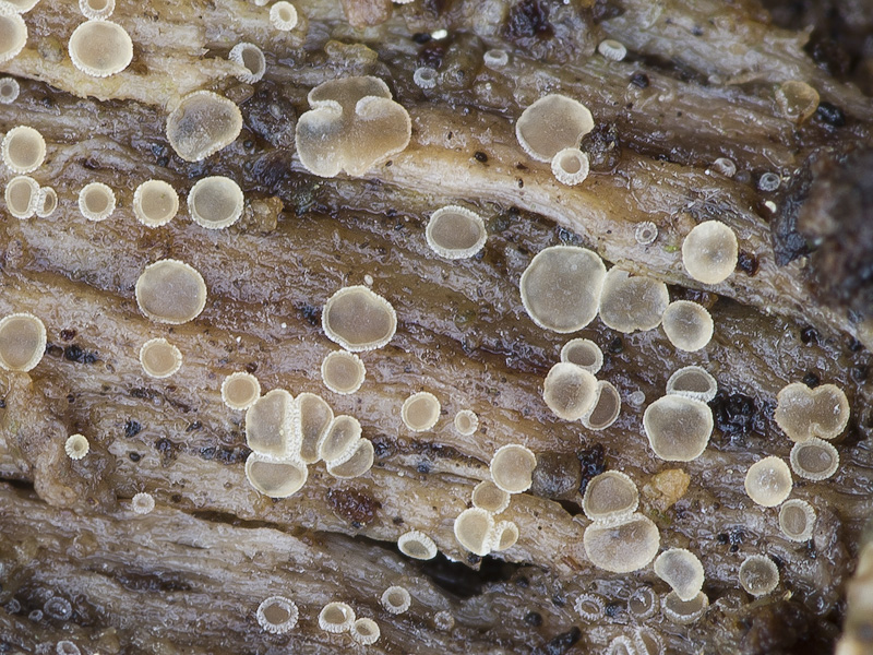 Cistella granulosella